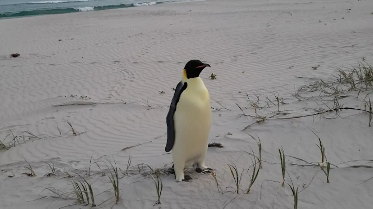 Einsam und etwas überrascht fand sich der Kaiserpinguin plötzlich in Australien wieder.
