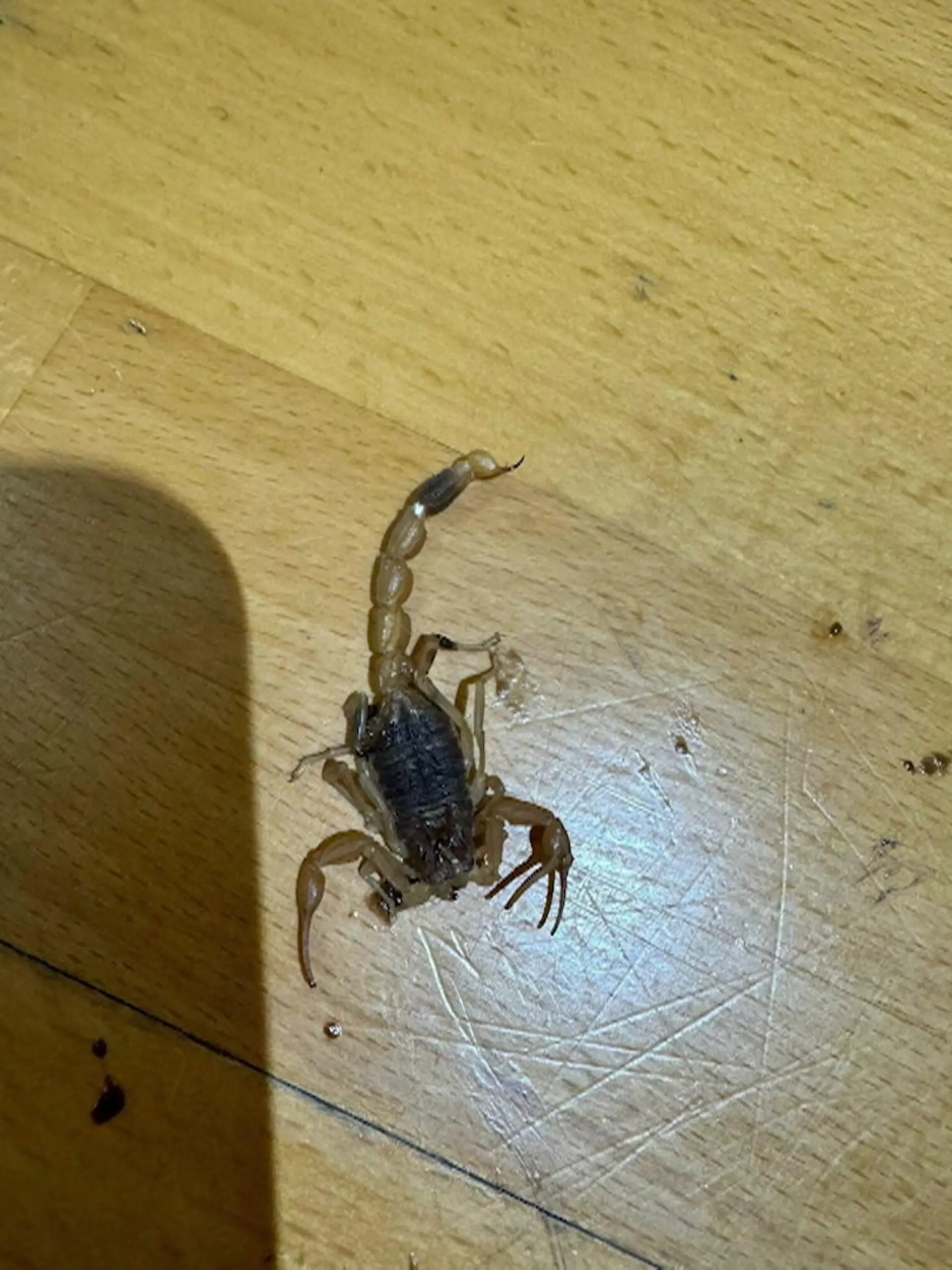 Bild zu: "Skorpion aus Shein-Paket sticht zu: Online-Händler verspricht Sundus (25) Hilfe"