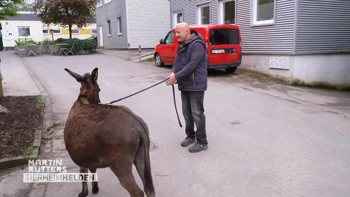 Esel Brigitte will nicht so wie Deffi Deffi, der Eselsflüsterer