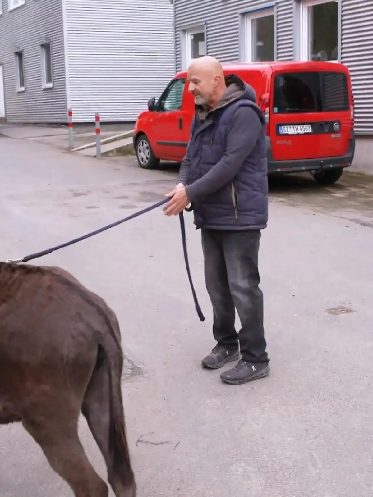 Bild zu: "Gelingt es "Eselflüsterer" Deffi ruhig zu bleiben?"