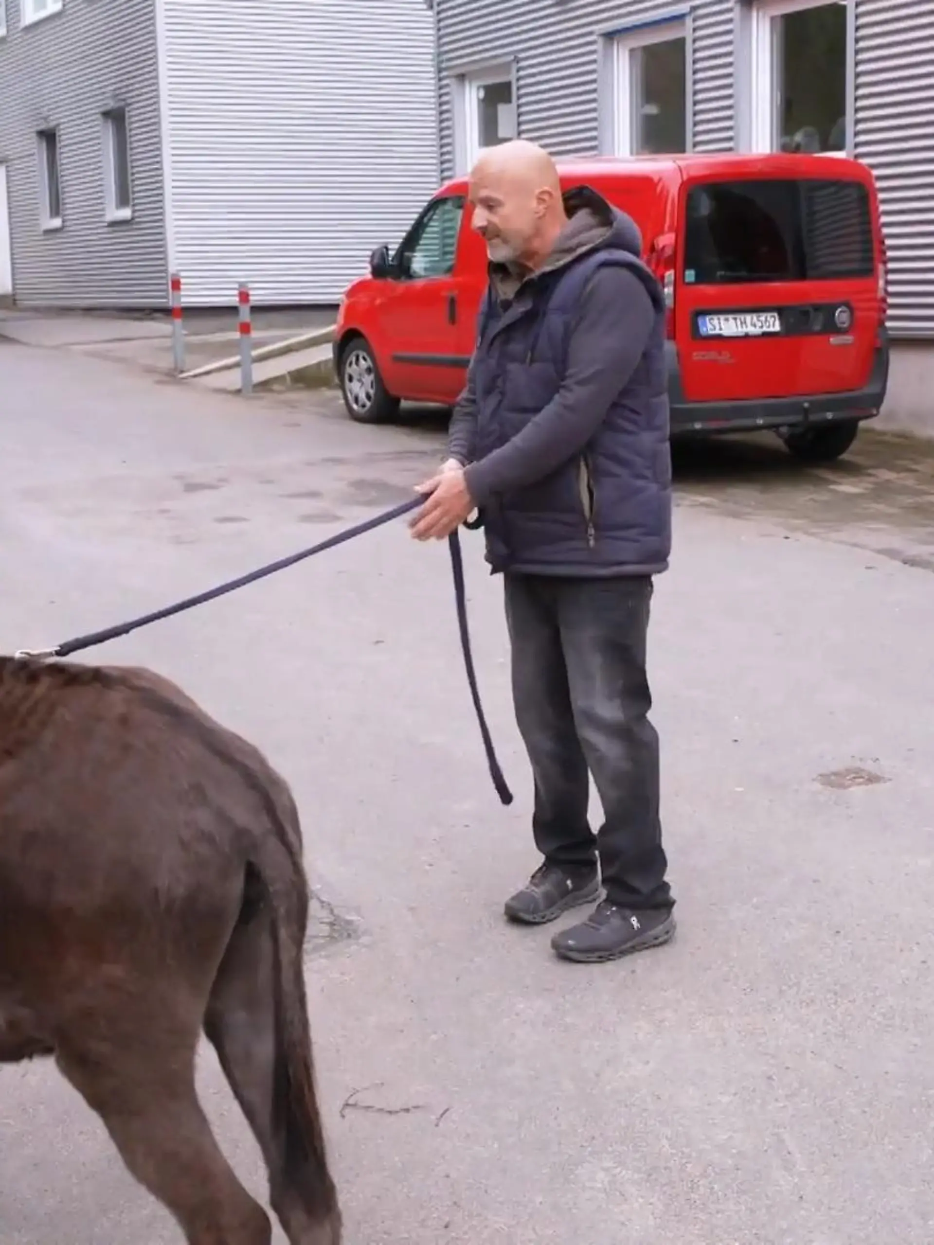 Bild zu: "Gelingt es "Eselflüsterer" Deffi ruhig zu bleiben?"