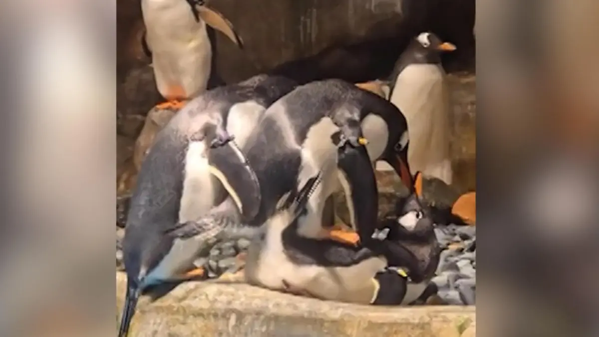 Sex-Hilfestellung! Pinguine haben Dreier - vor Zoobesuchern