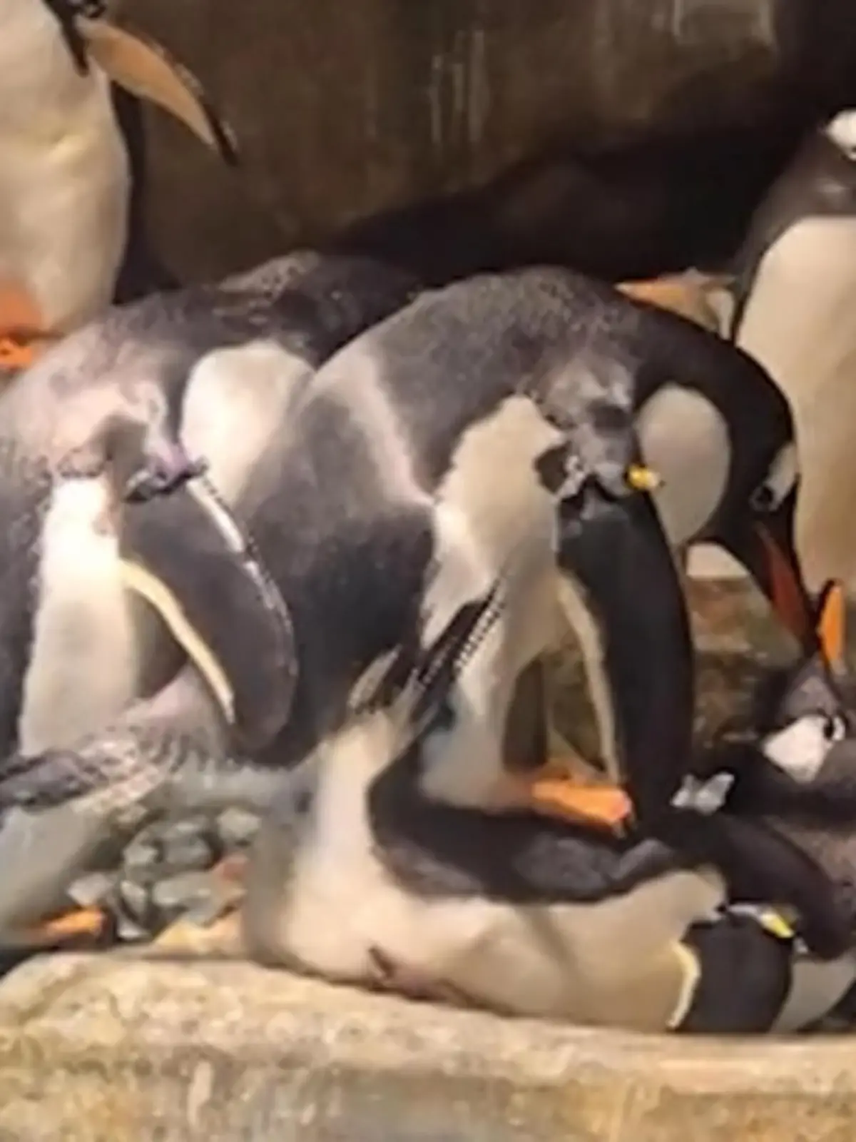 Pinguine beim Sex