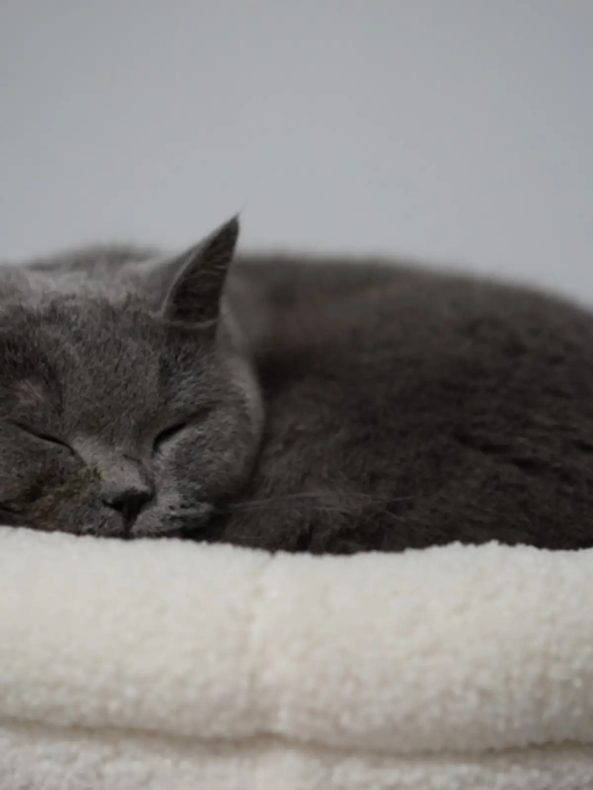 Bild zu: "In diesen Betten fühlen sich Katzen so richtig wohl "