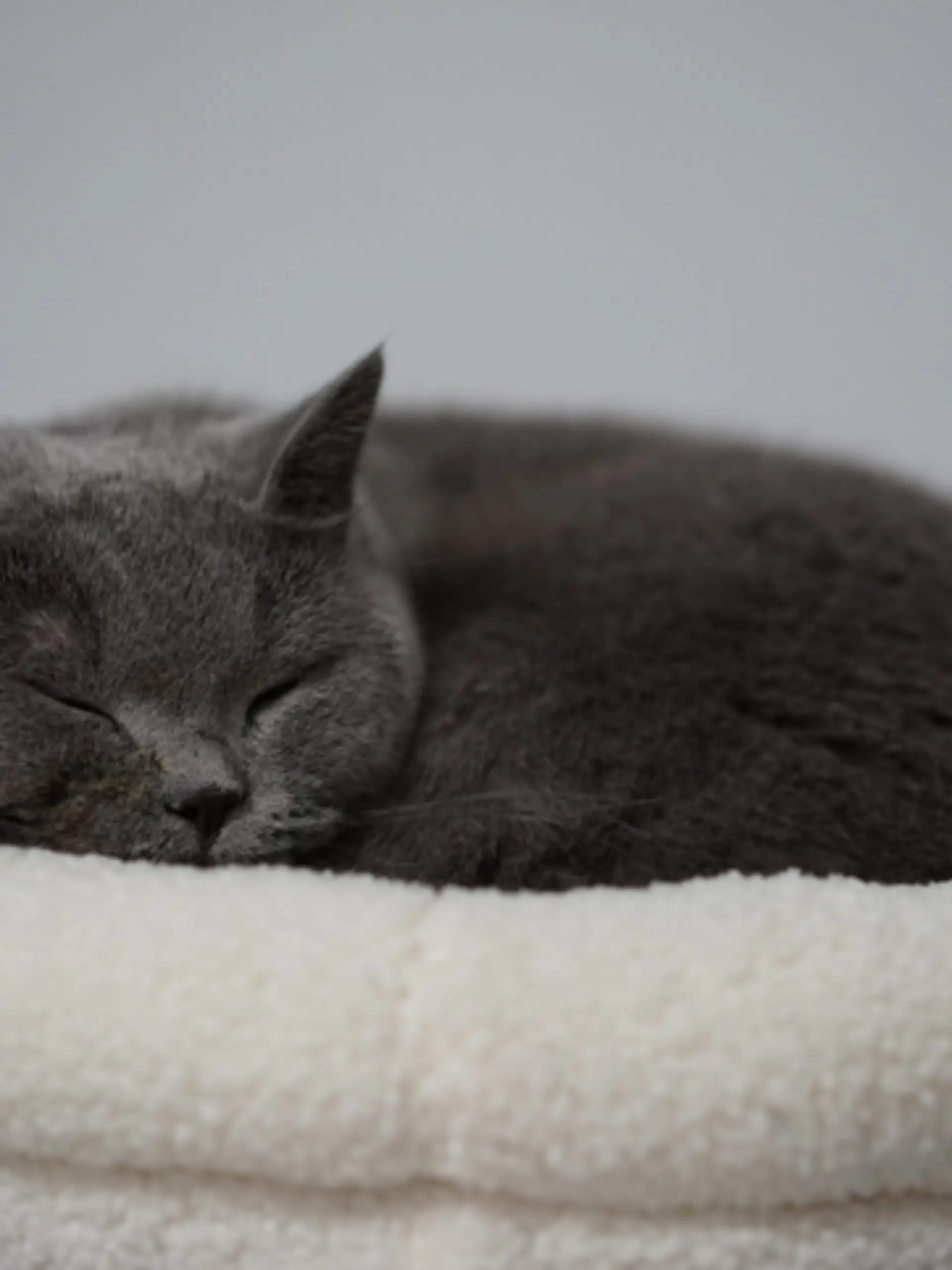 Bild zu: "In diesen Betten fühlen sich Katzen so richtig wohl "