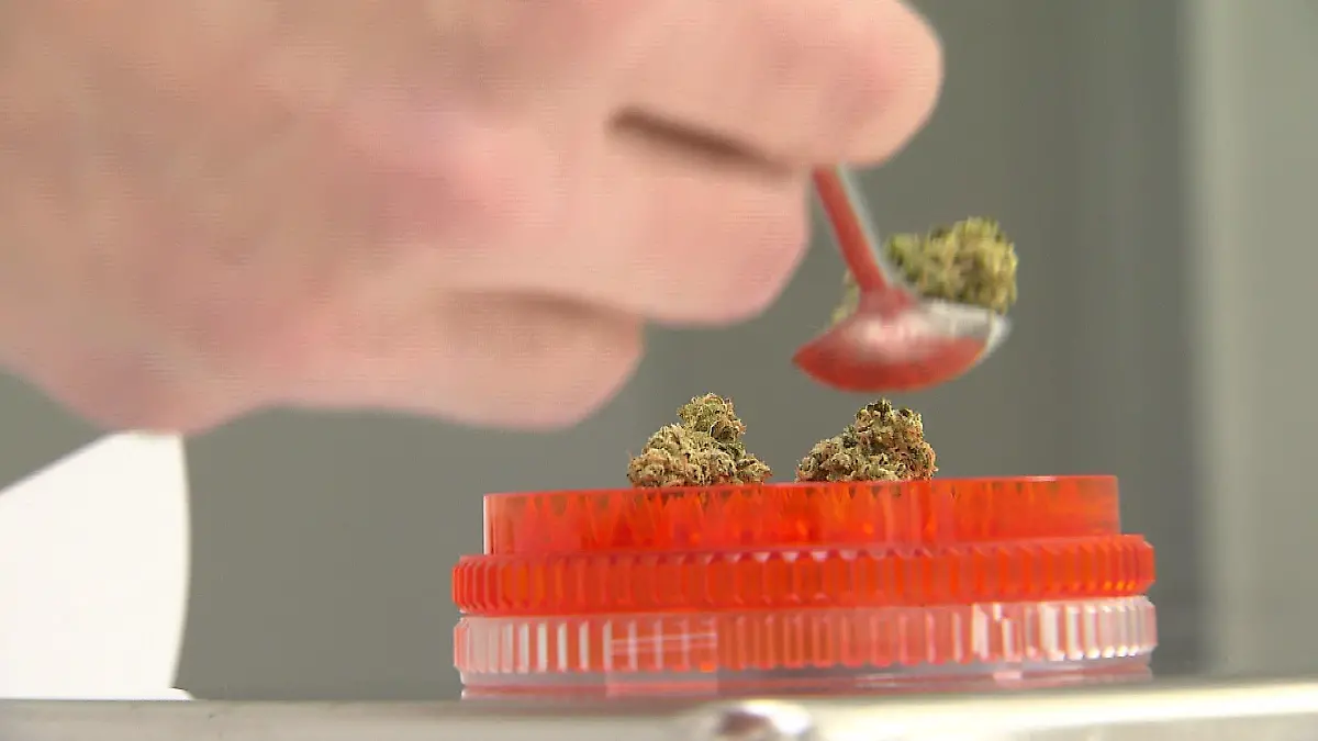 Medizinischer Marihuana wird extra angebaut und entwickelt die Inhaltsstoffe, die der Patient benötigt.