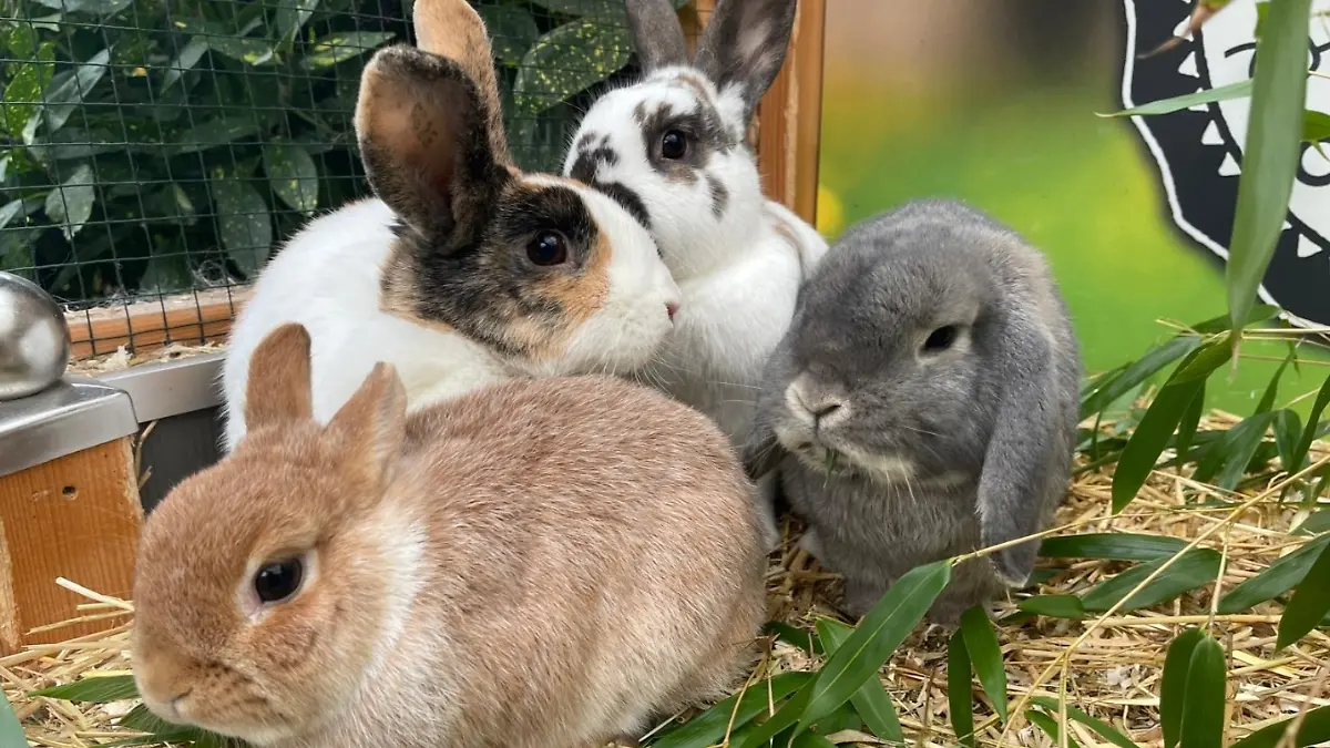 Hugo, Fleur, Hermine und Lupin sind ein Herz und eine Seele. Gemeinsam suchen sie ein neues, liebevolles Zuhause.