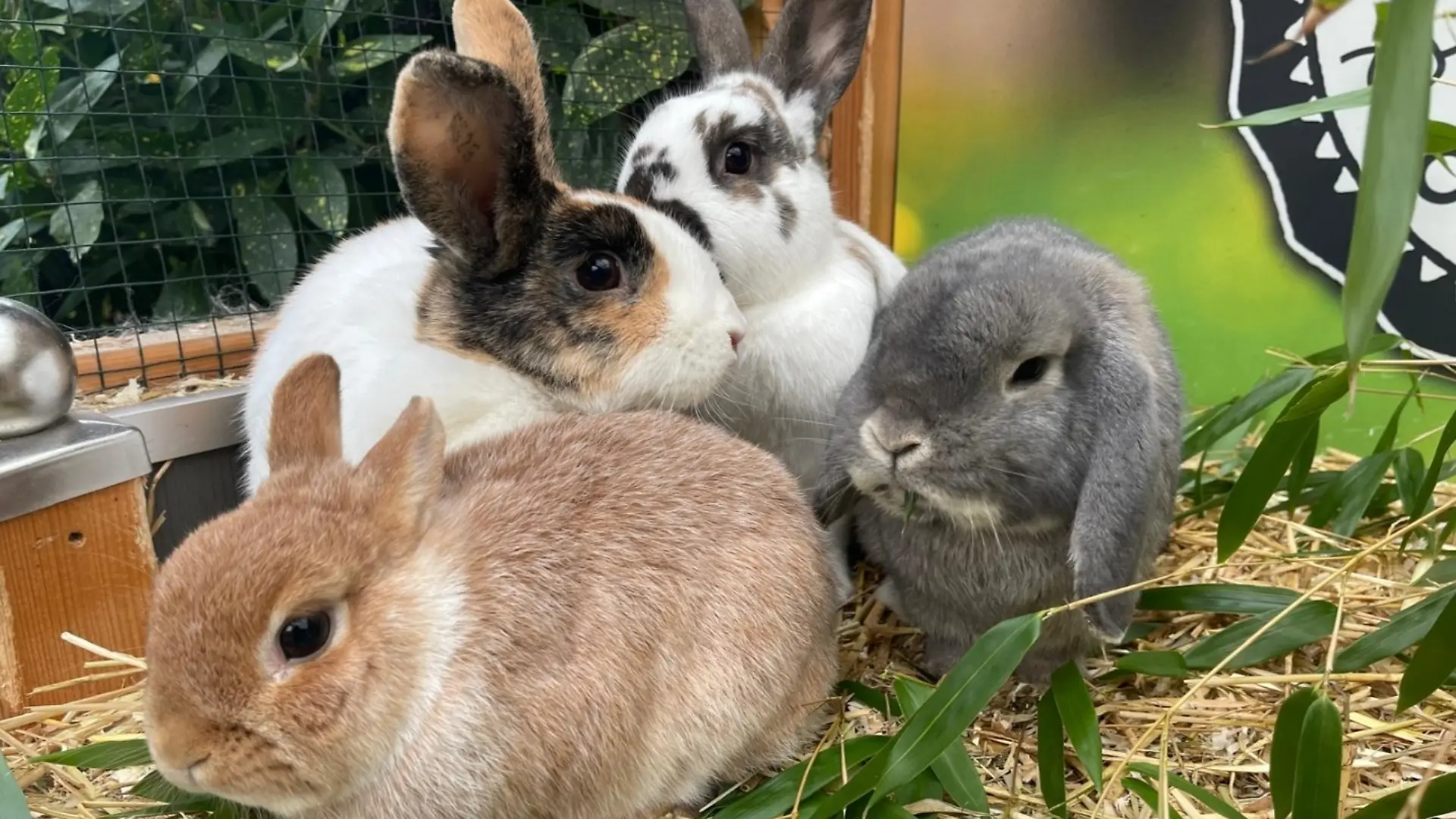 Hugo, Fleur, Hermine und Lupin sind ein Herz und eine Seele. Gemeinsam suchen sie ein neues, liebevolles Zuhause.