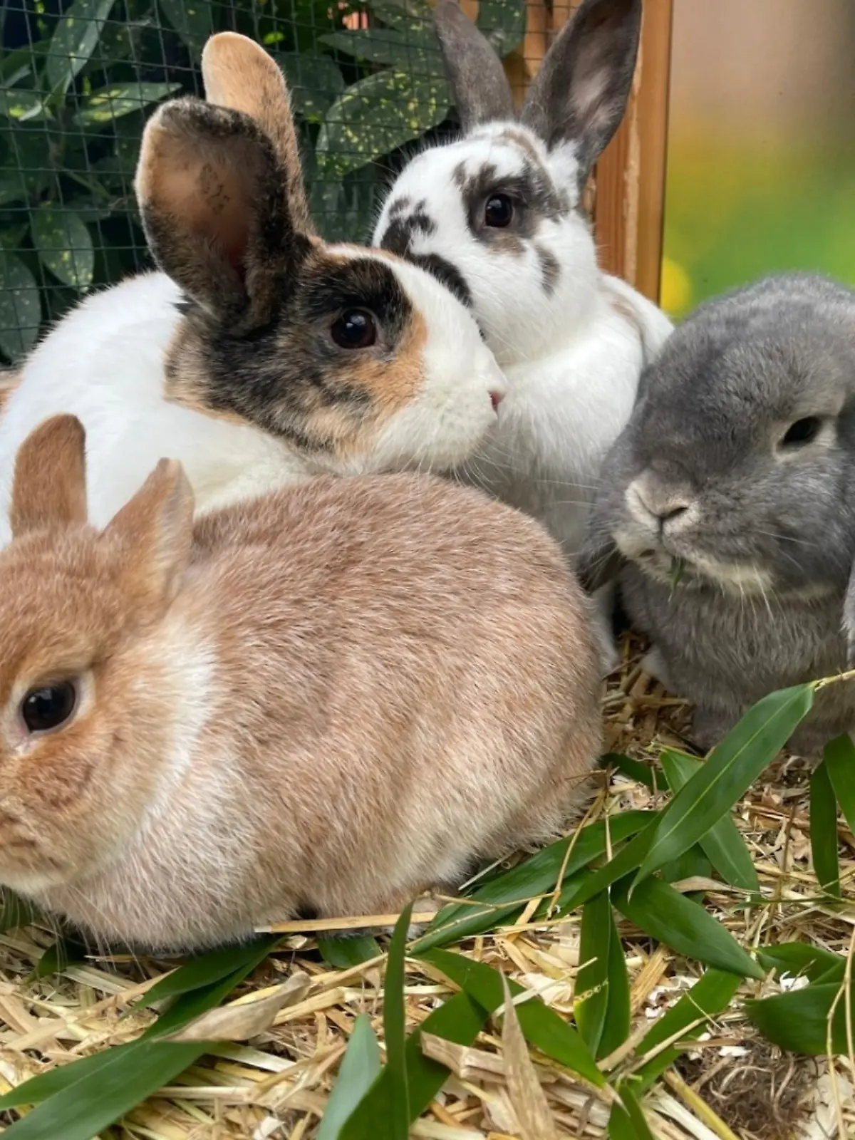 Hugo, Fleur, Hermine und Lupin sind ein Herz und eine Seele. Gemeinsam suchen sie ein neues, liebevolles Zuhause.