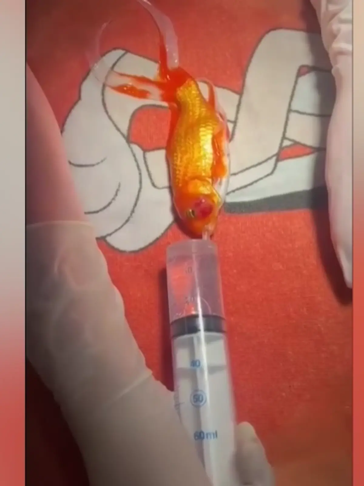 Tierarzt rettet Goldfisch (17) durch Tumor-OP das Leben