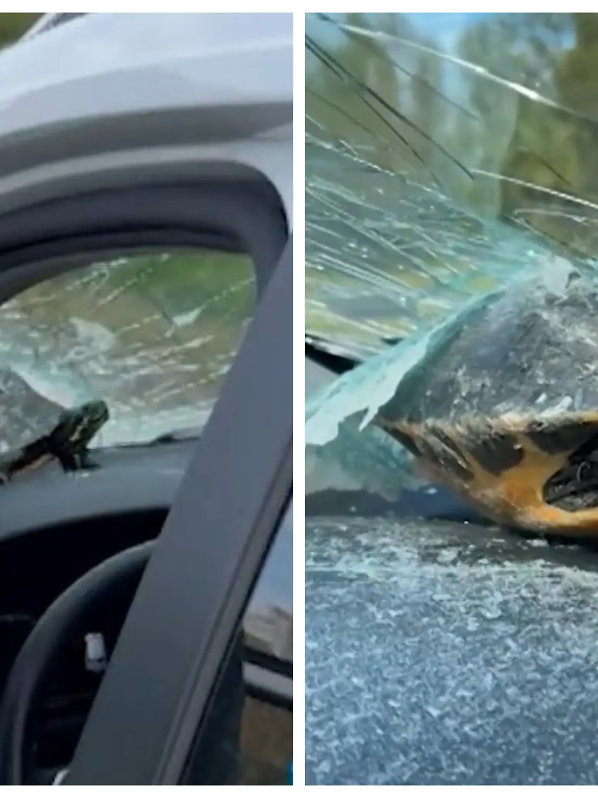 Schildkröte kracht in Windschutzscheibe 