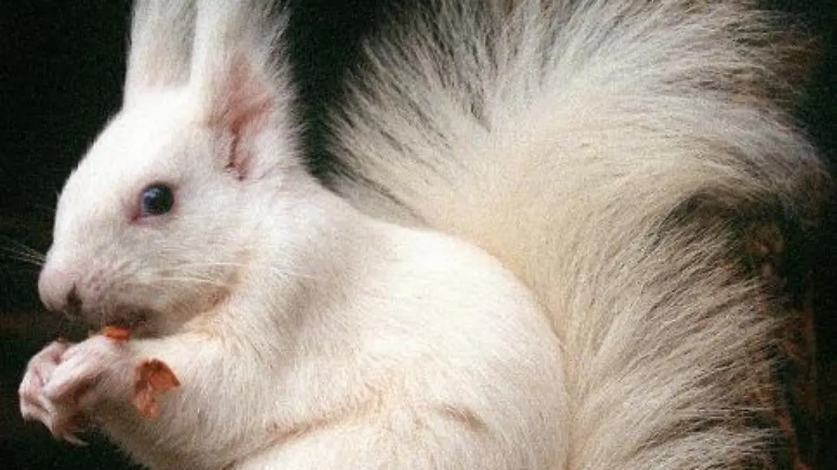 Die weiße Eichhörnchen-Dame "Schneewittchen" sitzt am Dienstag (11.05.1999) in Hamb am Niederrhein (Kreis Geldern) auf ihrer gut gefüllten Futterschale und knabbert an einer Nuß. "Schneewittchen" ist ein Jahr alt und der ganze Stolz von Eichhörnchen-Züchter Helmut Gaul, denn Albino-Eichhörnchen sind sehr selten. Das Weibchen wird trotz seines ungewöhnlichen Aussehens von den Artgenossen freundschaftlich behandelt. dpa