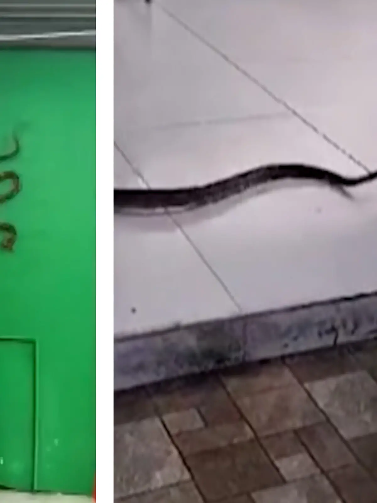 Bild zu: "Schlangenalarm in Kantine! Python lauert in Schule auf"