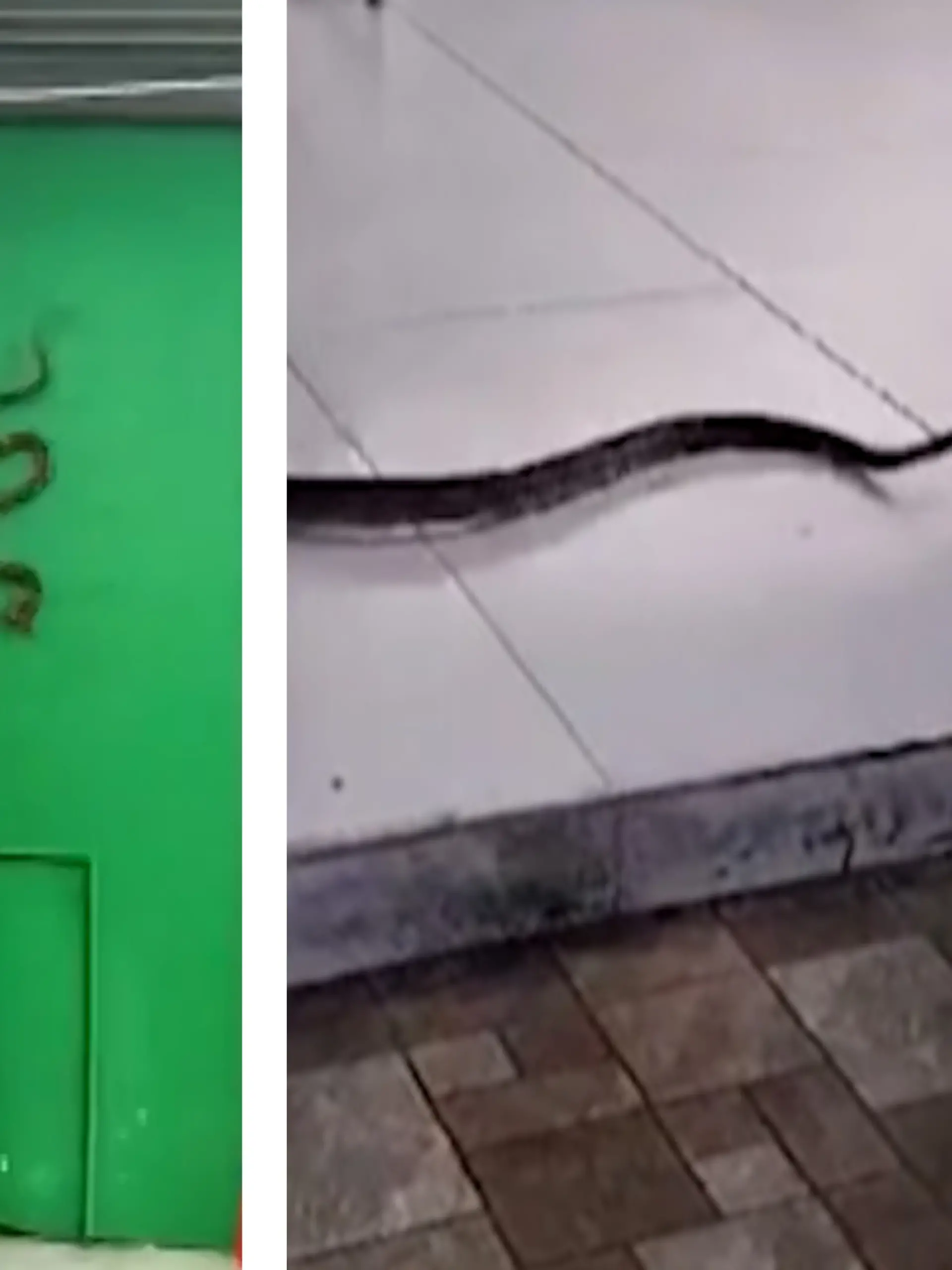 Bild zu: "Schlangenalarm in Kantine! Python lauert in Schule auf"