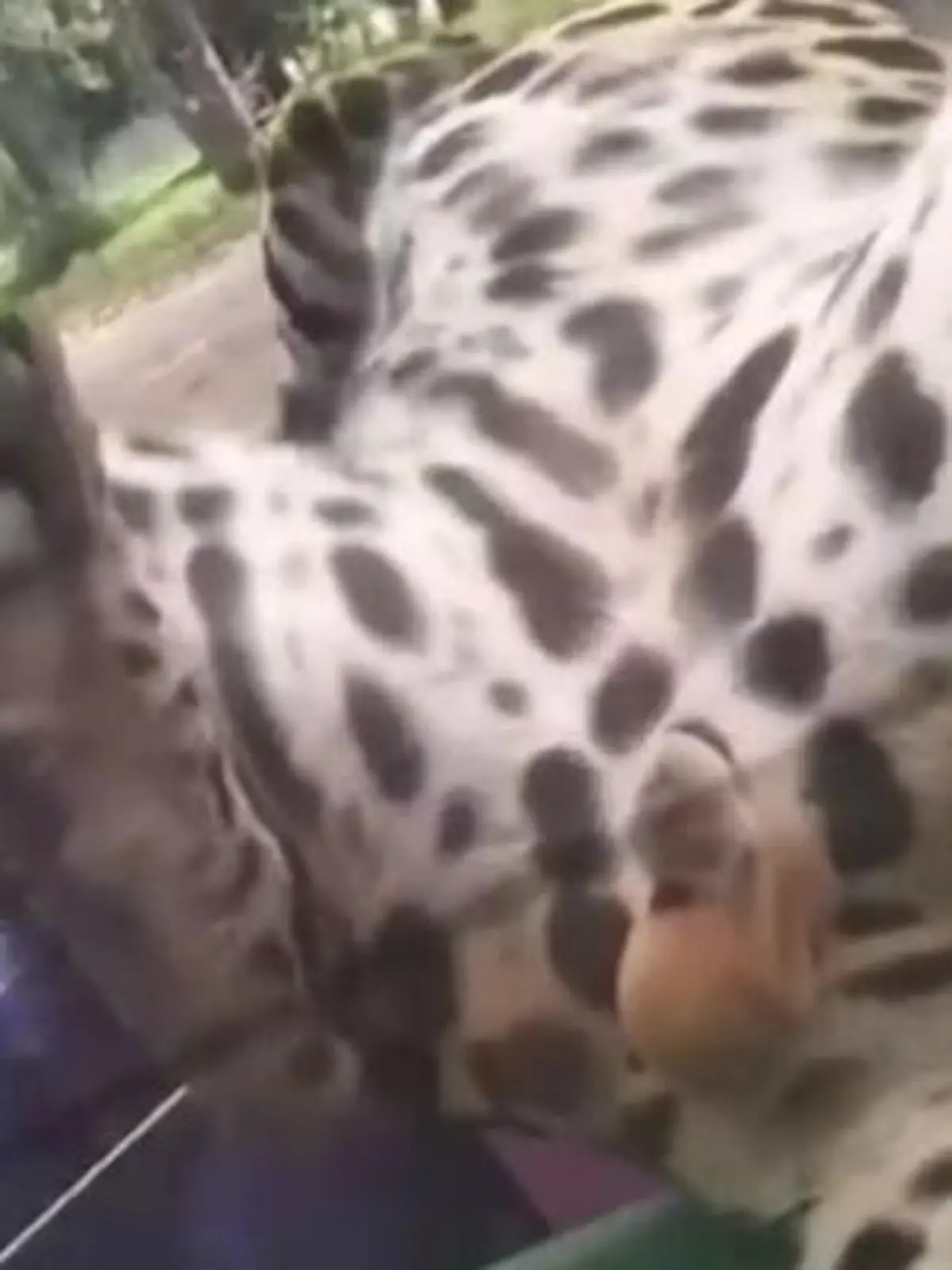 Bild zu: "Leopard tobt auf Ladefläche – und präsentiert Kronjuwelen!"