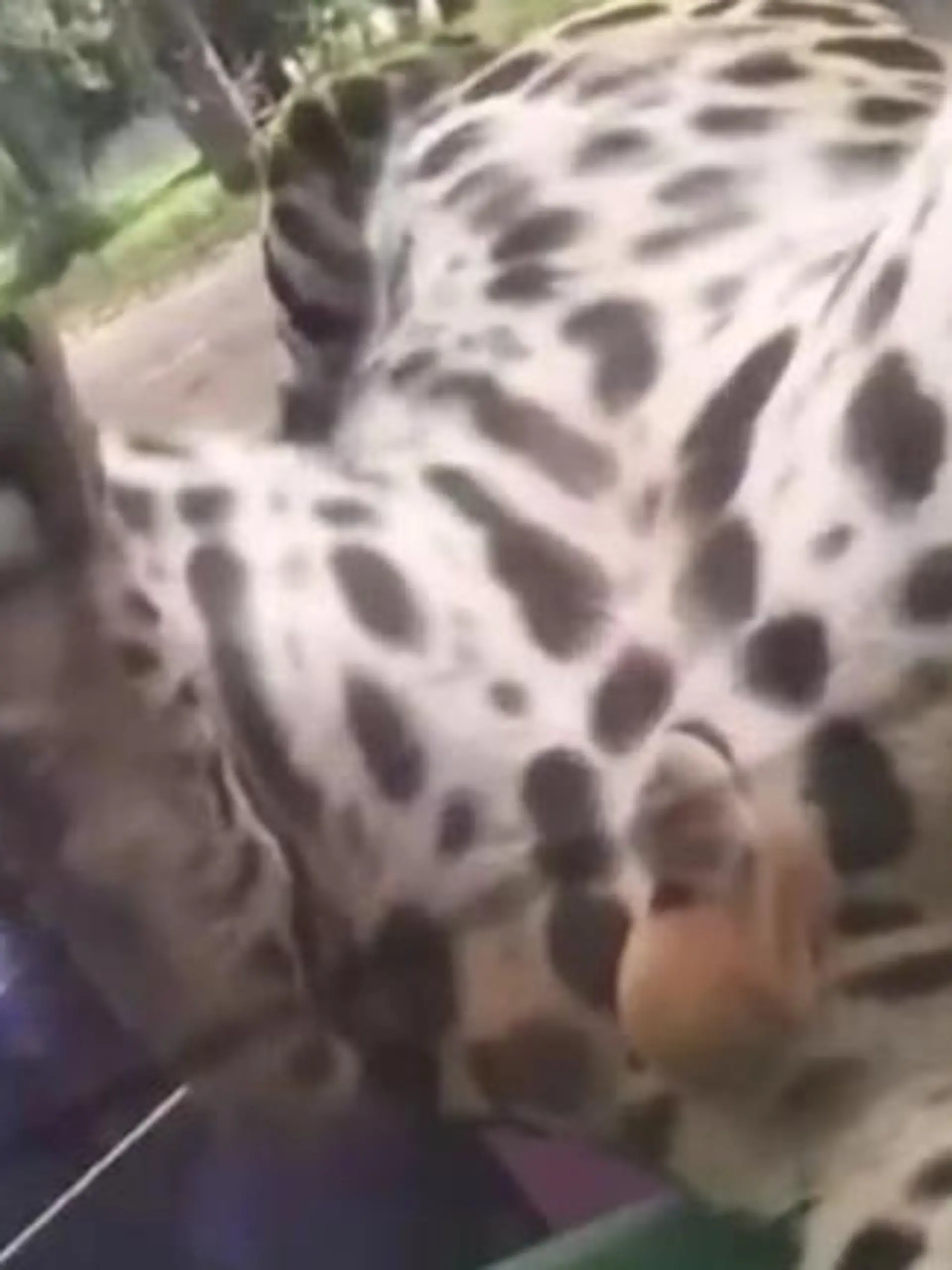 Bild zu: "Leopard tobt auf Ladefläche – und präsentiert Kronjuwelen!"