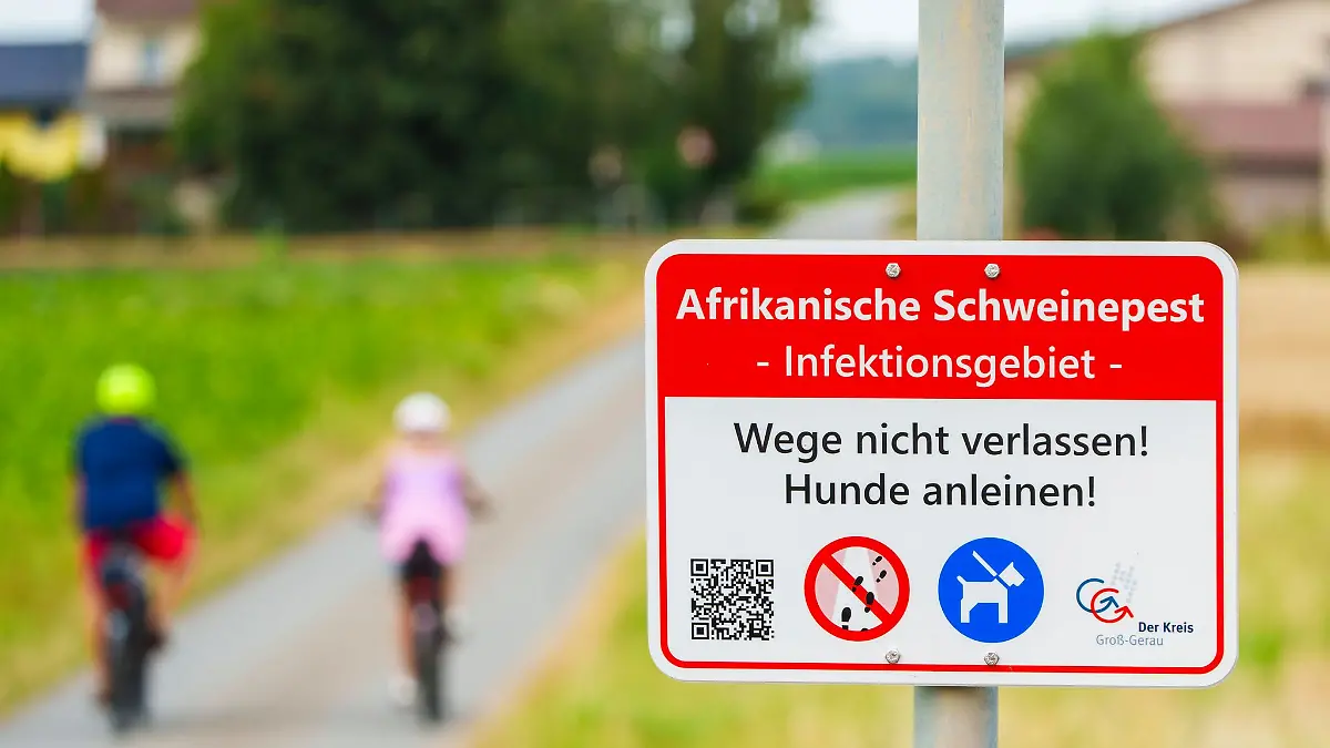 Im Kampf gegen die Afrikanische Schweinepest sollten etwa Hunde angeleint bleiben. (Symbolbild)