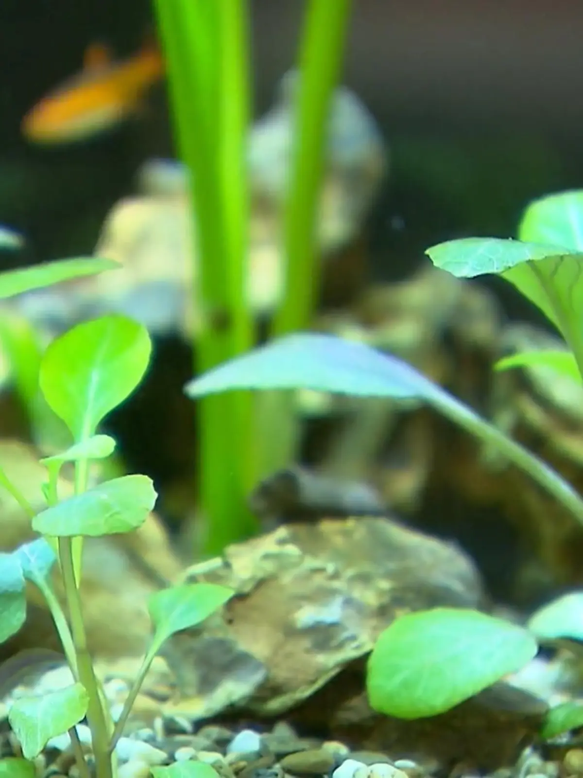 Bild zu: "Nano-Aquarien „to go“"