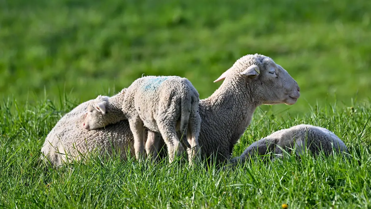 13.03.2020, Baden-Württemberg, Salem: Ein Jungschaf lehnt sich am Mutterschaft an, um in den frühen Morgenstunden im Stehen noch weiterzudösen. Foto: Felix Kästle/dpa +++ dpa-Bildfunk +++