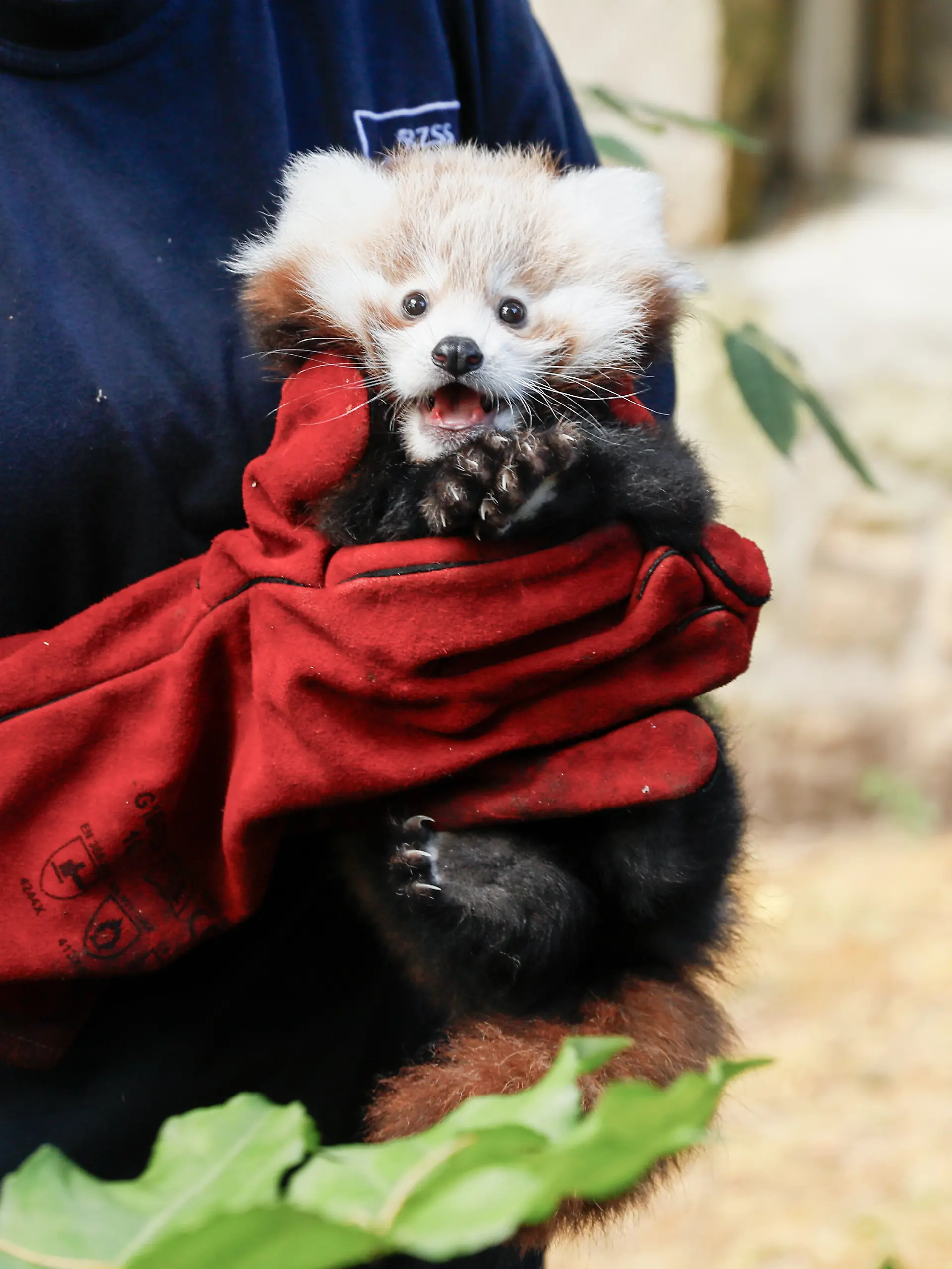 Bild zu: "Rotes Panda-Baby stirbt durch Feuerwerk"
