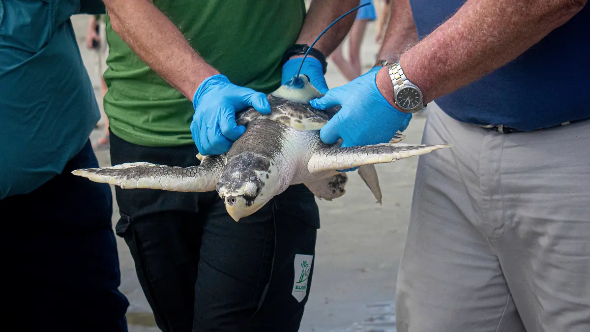 Das ist mal eine lange Reise!
Stolze 8000 Kilometer schwimmt Meeresschildkröte Boeier von zu Hause weg, ehe sie sich in der Niederlande in ein Fischernetz verfängt. Jetzt kommt das Meerestier endlich wieder nach Hause.