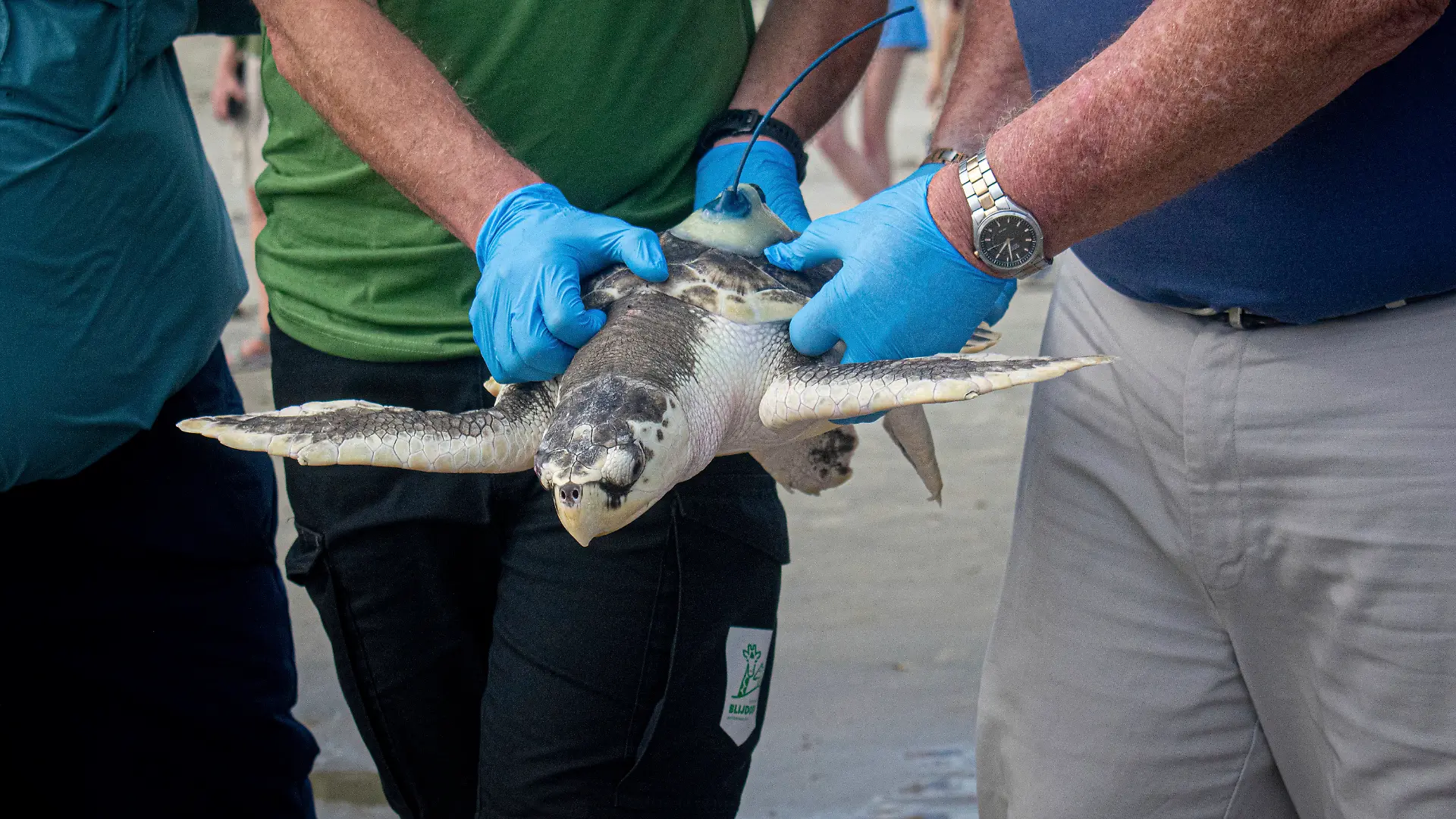 Das ist mal eine lange Reise!
Stolze 8000 Kilometer schwimmt Meeresschildkröte Boeier von zu Hause weg, ehe sie sich in der Niederlande in ein Fischernetz verfängt. Jetzt kommt das Meerestier endlich wieder nach Hause. 
