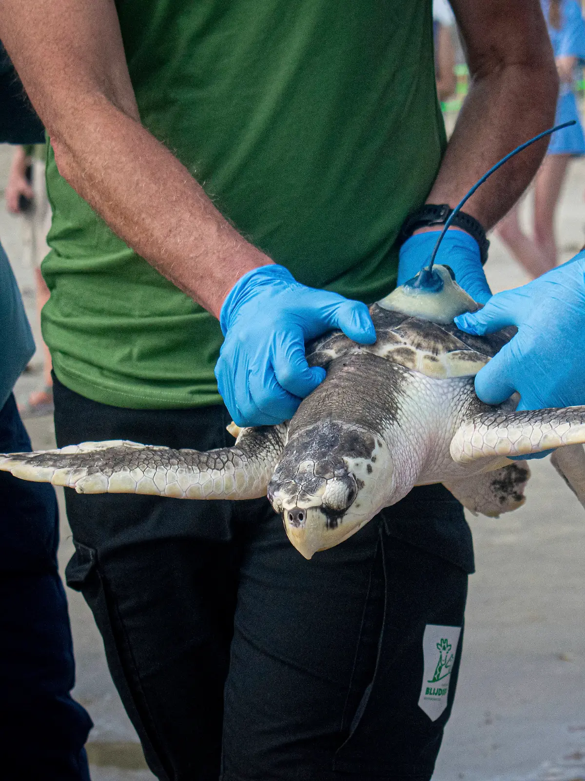 Das ist mal eine lange Reise!
Stolze 8000 Kilometer schwimmt Meeresschildkröte Boeier von zu Hause weg, ehe sie sich in der Niederlande in ein Fischernetz verfängt. Jetzt kommt das Meerestier endlich wieder nach Hause. 