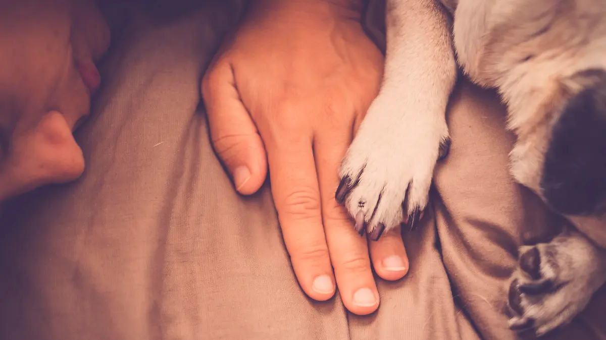 Hund legt Pfote auf Hand des Herrchens