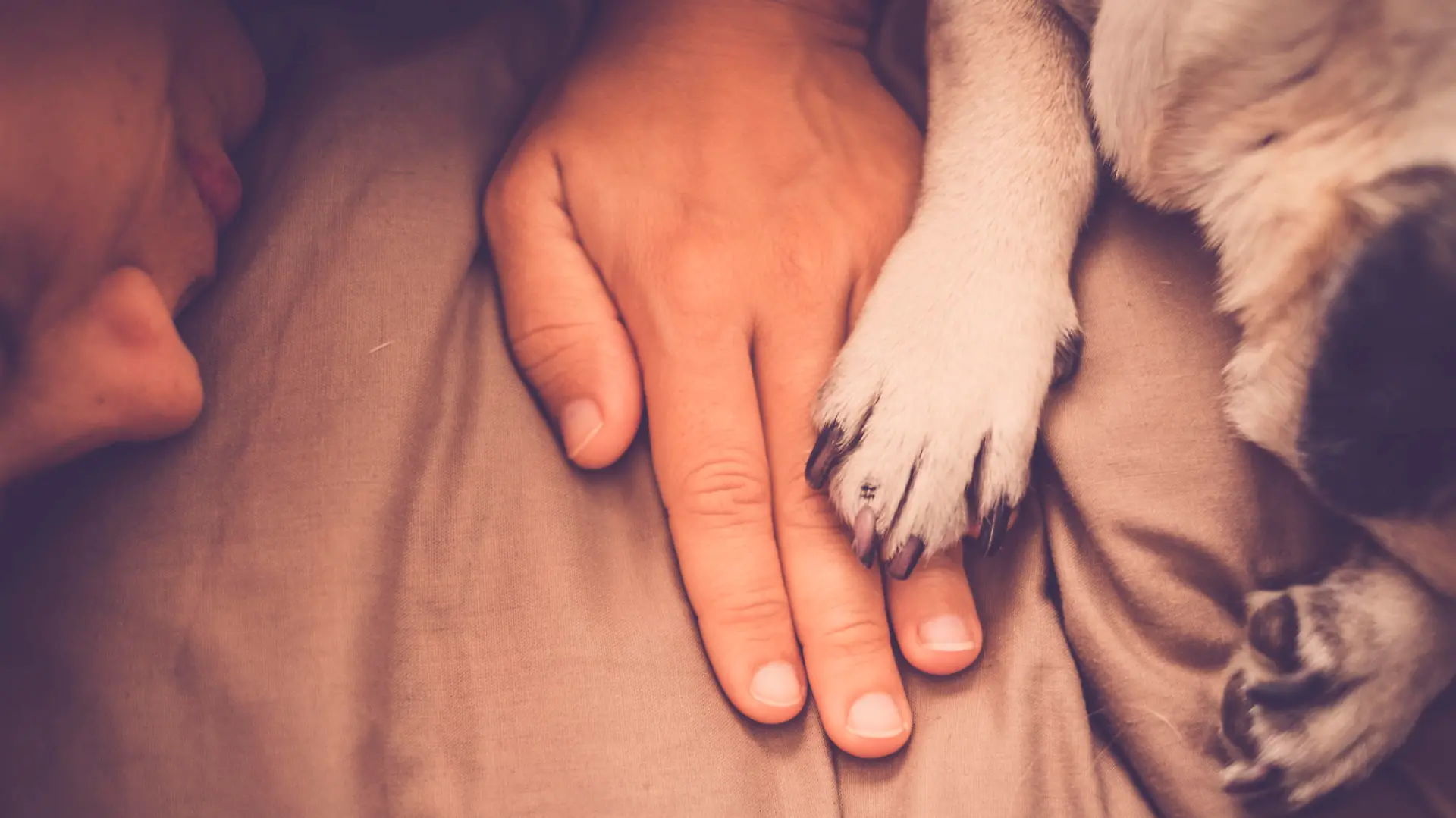 Hund legt Pfote auf Hand des Herrchens