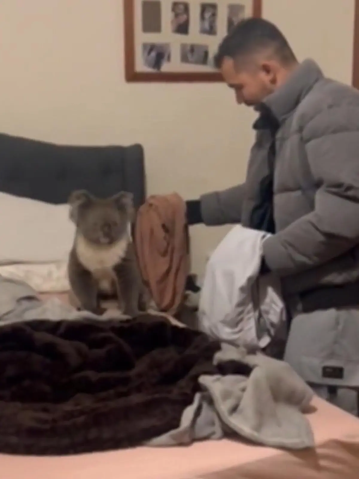 Bild zu: "Koala bricht in Schlafzimmer ein – Liebespaar reagiert SO!"
