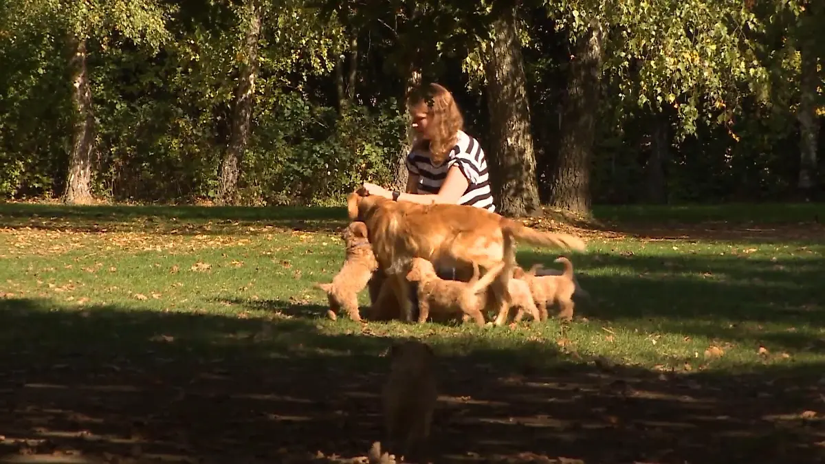 Diese Fehler sollten sie bei der Hundeerziehung vermeiden 5 Fehler für Hundebesitzer
