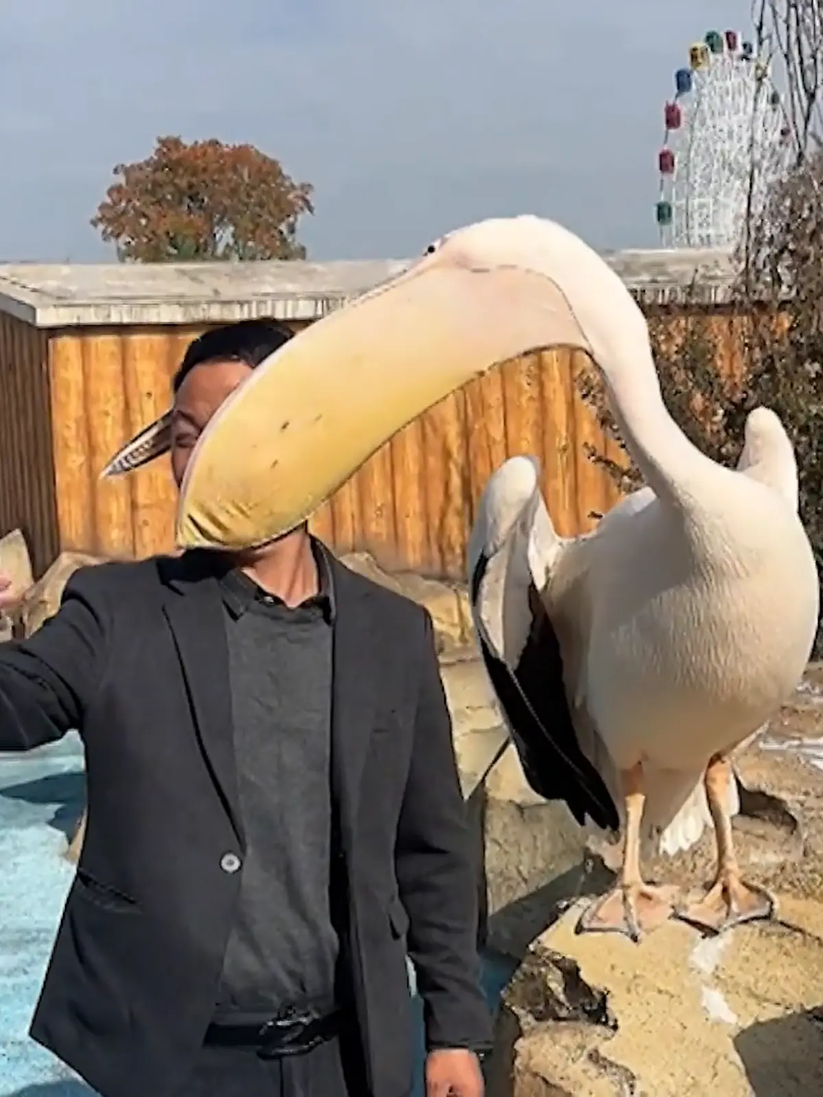 Schnabel-Schreck bei Selfie! Pelikan schnappt nach Touri