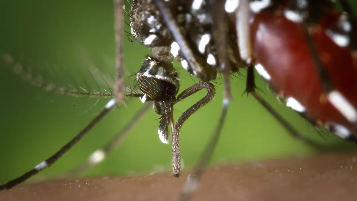 HANDOUT - Eine weibliche Asiatische Tigermücke (Aedes albopictus), aufgenommen im Jahr 2002. Photo: James Gathany/Centers for Disease Control/dpa (ACHTUNG: Nur zur redaktionellen Verwendung bei vollständiger Nennung der Quelle «James Gathany/Centers for Disease Control/dpa») (zu dpa-KORR "Trockene Äcker und Tigermücke: Das bringt der Klimawandel Deutschland" vom 24.05.2015) +++(c) dpa - Bildfunk+++
