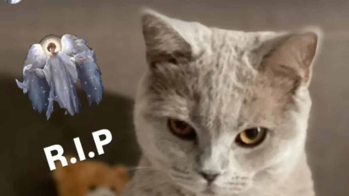 Katze.PNG