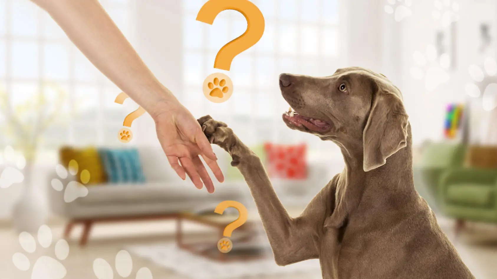 Wenn euer Hund die Pfote auf euch legt