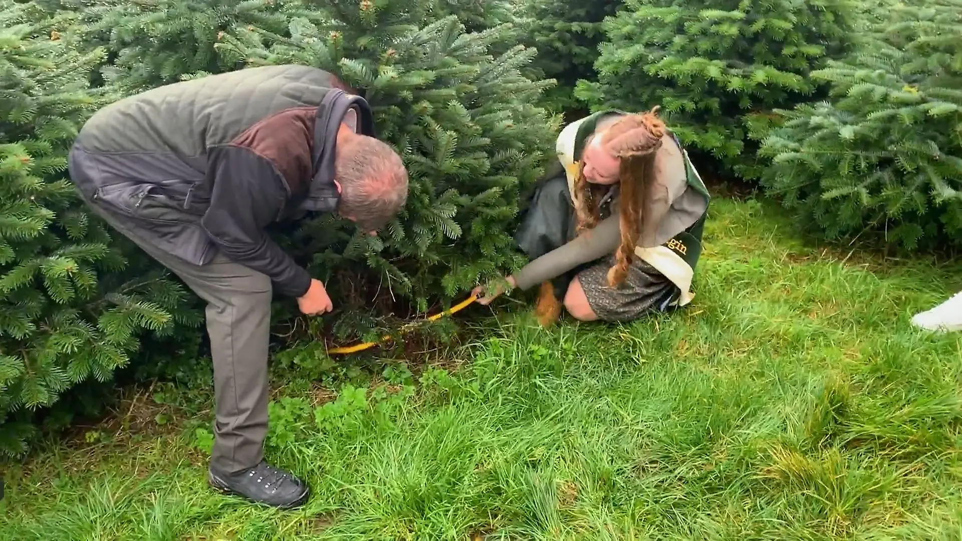 Start der Weihnachtsbaumsaison Sauerland