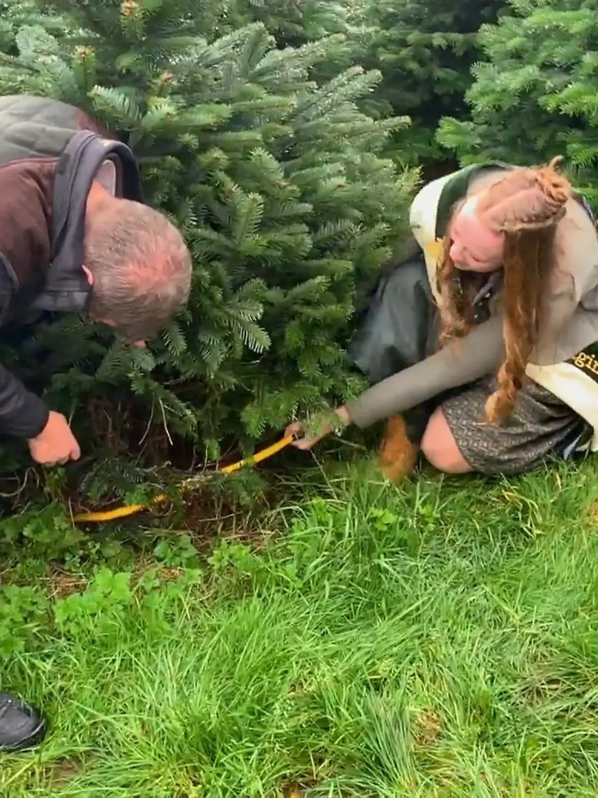 Bild zu: "Start der Weihnachtsbaumsaison"