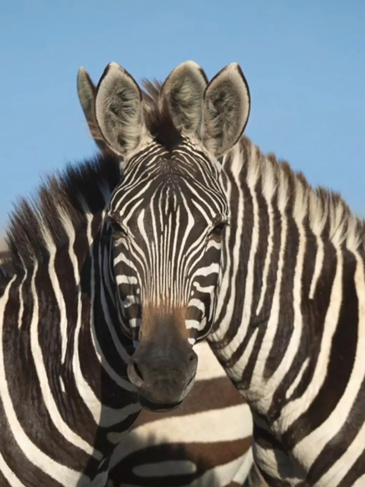 Über diese optische Täuschung rätselt das Netz. Welches Zebra ist vorne auf dem Bild zu sehen, das rechte oder das linke. Haben Sie richtig getippt? Mehr dazu im Video.