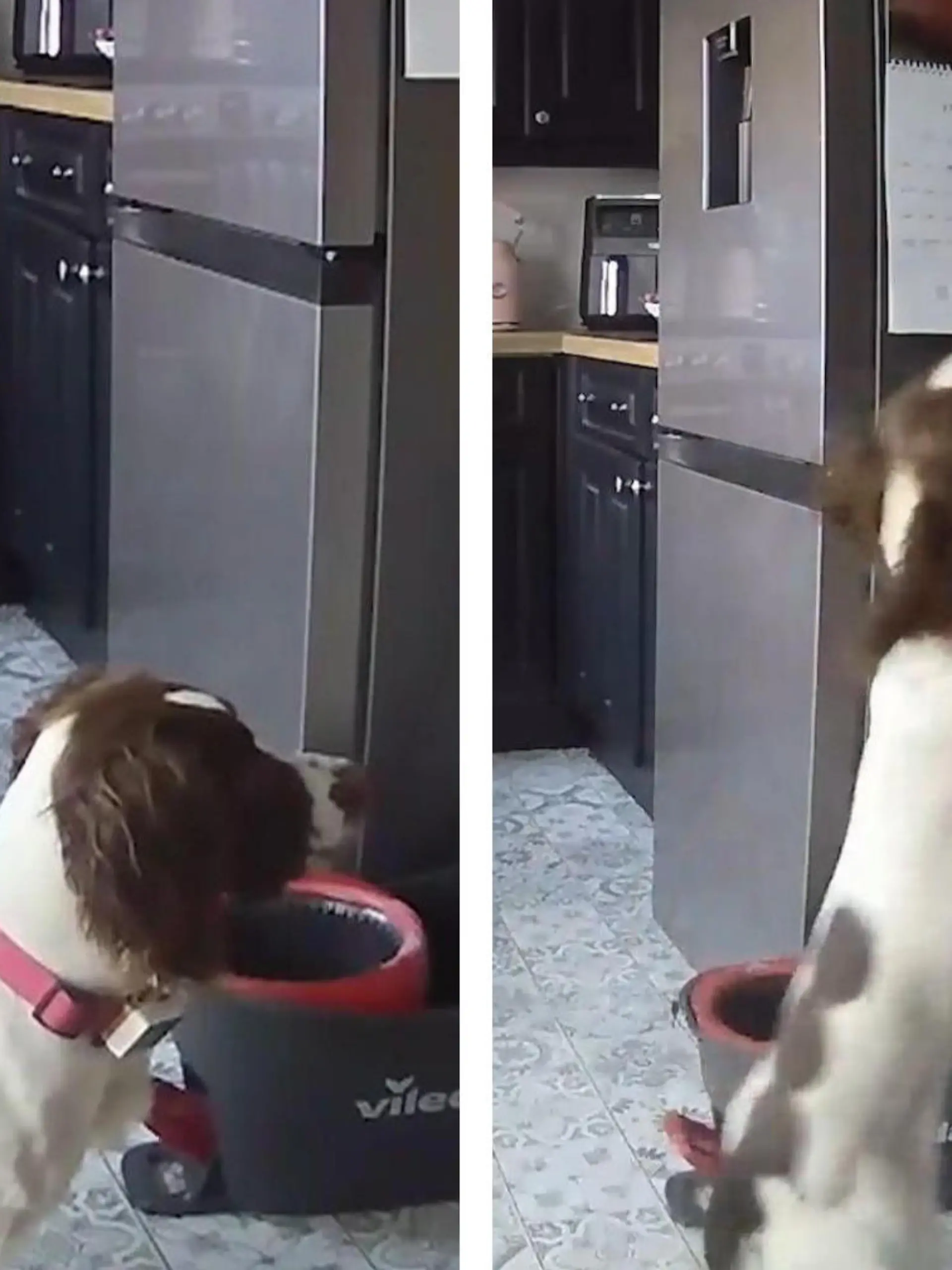 Bild zu: "Schlag ins beste Stück! Diese Hunde-Begrüßung geht unter die Gürtellinie"