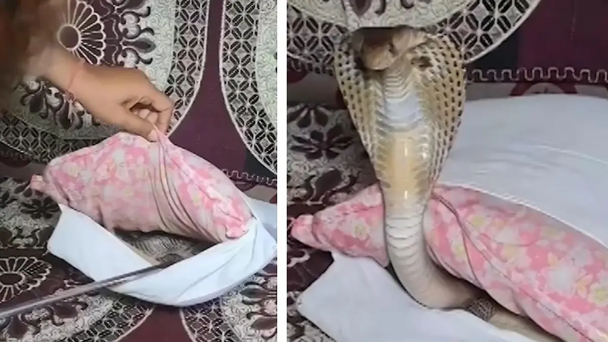 Tödliche Gefahr! Hochgiftige Kobra schlängelt sich in Kissen Hausbesitzer bekommt Riesenschreck