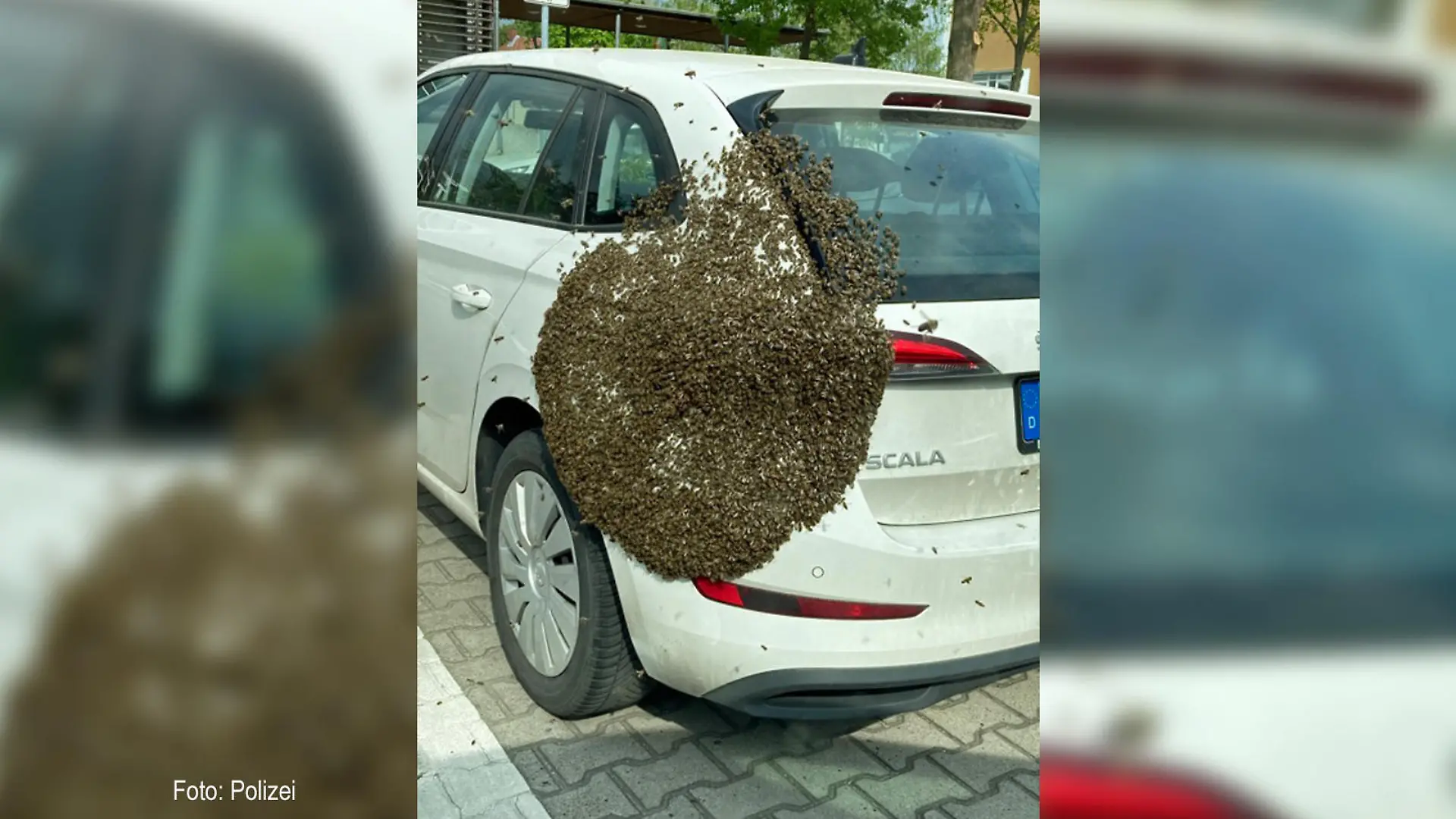 Bienenvolk