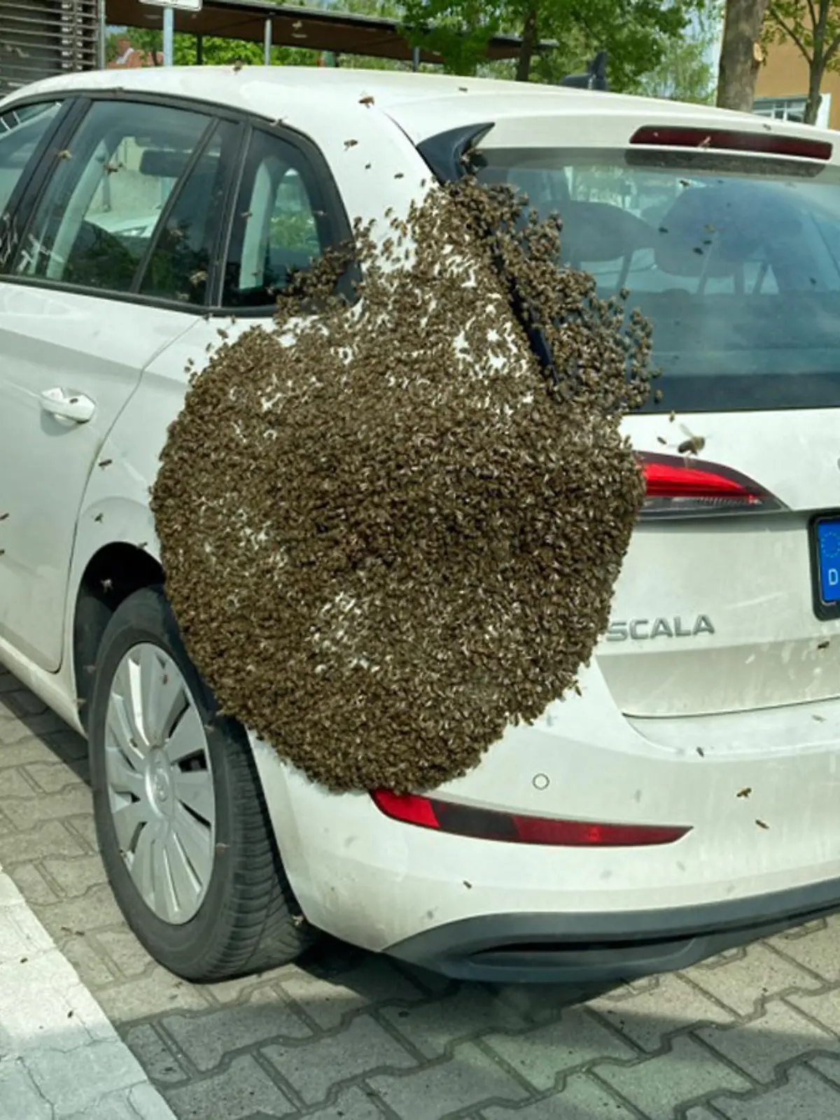 Bienenvolk