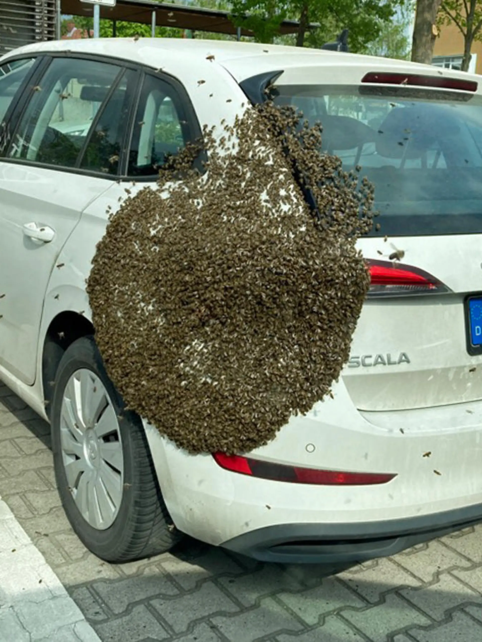 Bienenvolk