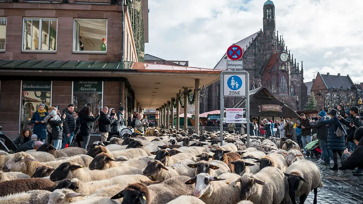 Der Schafzug durch die Innenstadt zieht mittlerweile viele Schaulustige an. 
