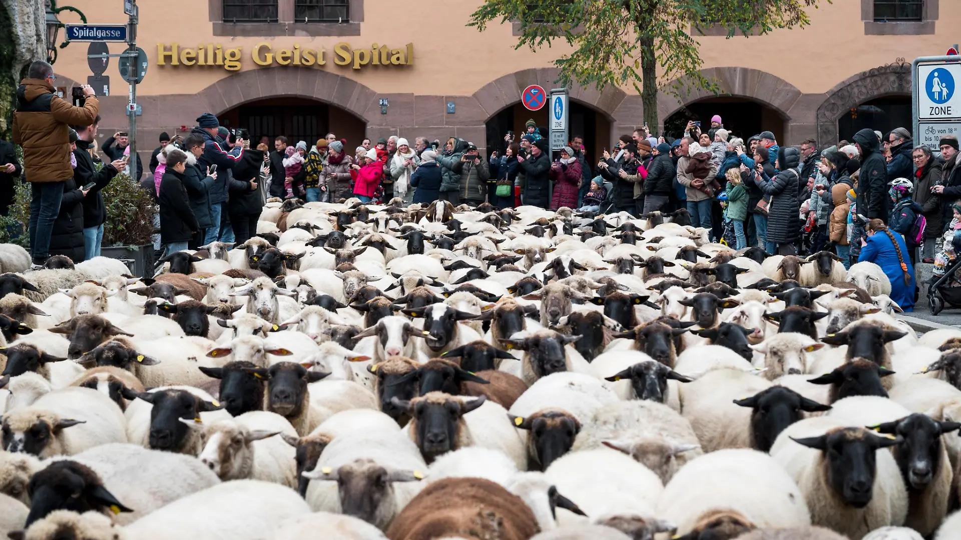 Die Schafe in Nürnberg haben viele Fans.