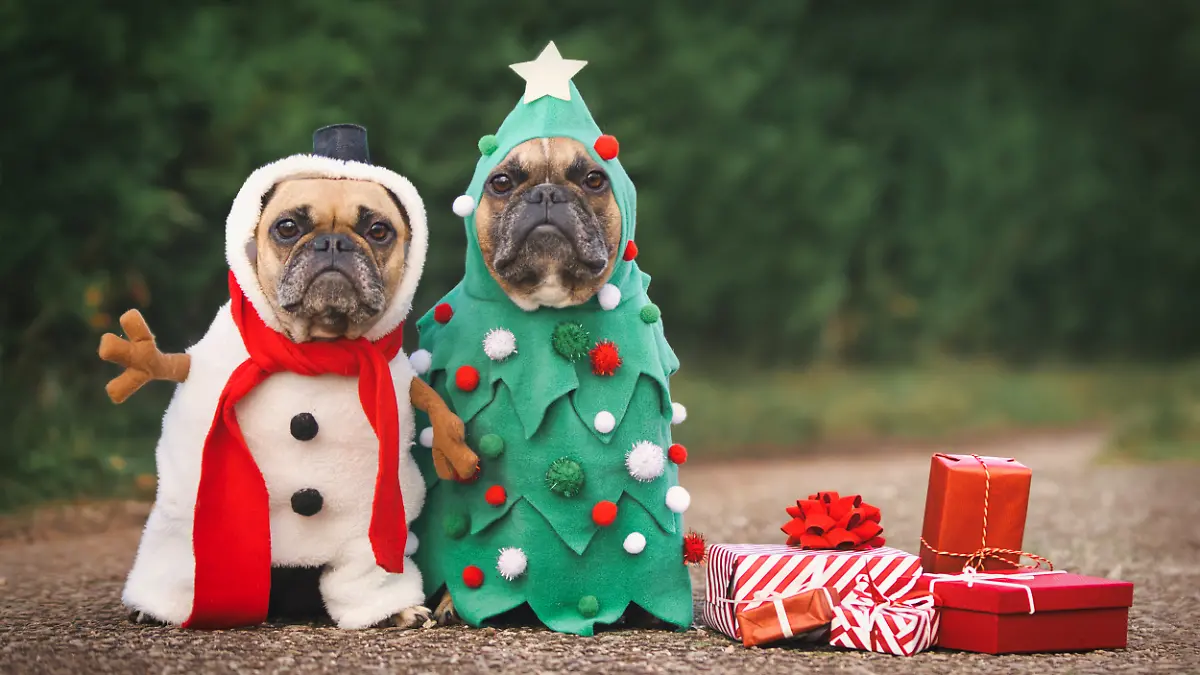 Zwei French Bulldogs sind weihnachtlich verkleidet und sehen nicht begeistert aus.