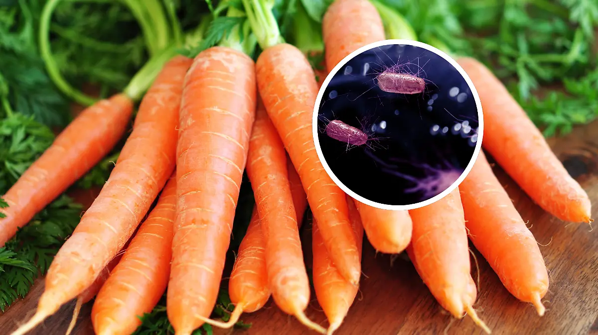 Bund Möhren mit dem dem E.-coli-Erreger