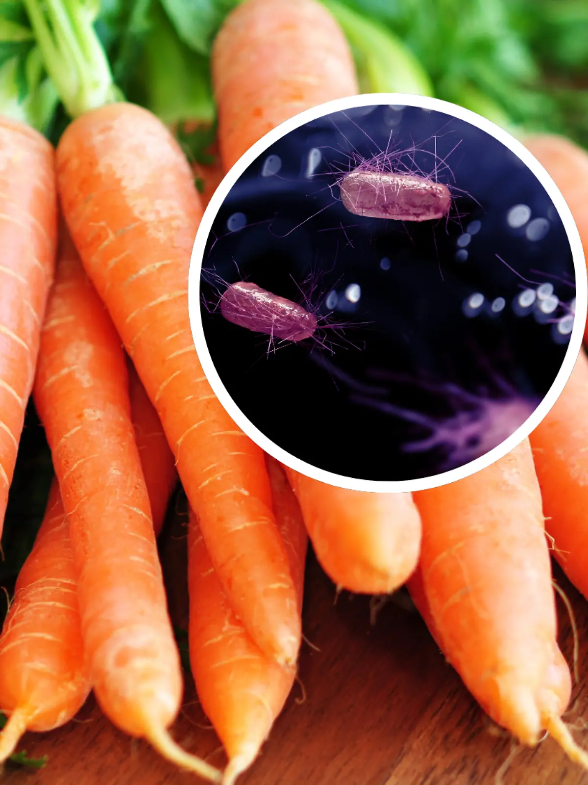 Bund Möhren mit dem dem E.-coli-Erreger