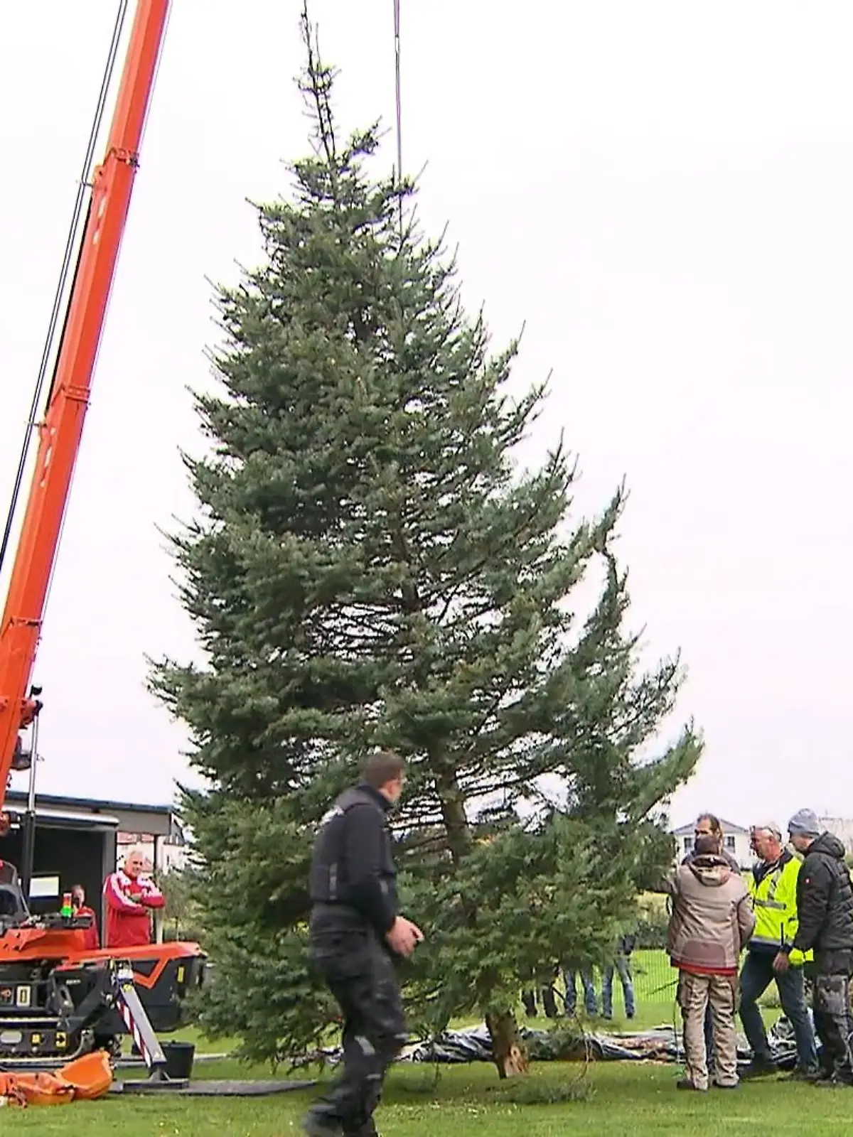 Bild zu: "Weihnachtsbaum auf Reisen"