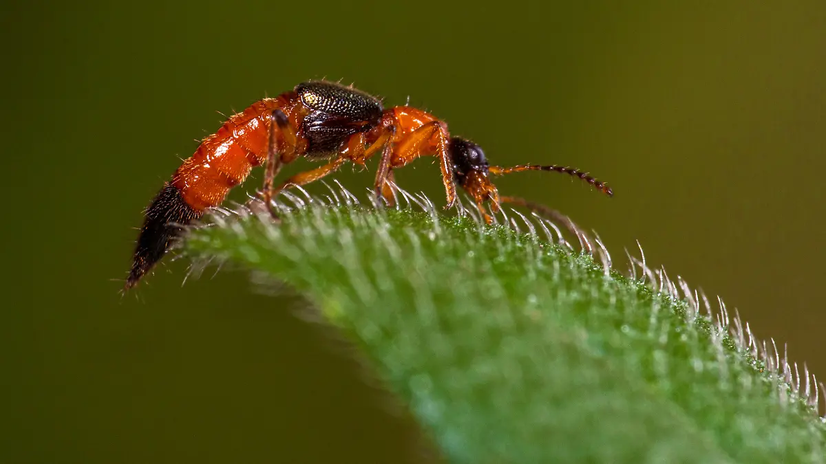 epi_223727308_ADOBE FOTO STOCK_577786797_The Paederinae are a.jpeg